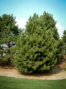 Сосна Чёрная (Pinus Nigra) купить по цене от 270.00р. в интернет-магазине «Посадика» с доставкой почтой в в Билибиное и по всей России – [изображение №1].