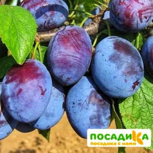 Слива Чачакская ранняя купить по цене от 229.00р. в интернет-магазине «Посадика» с доставкой почтой в в Билибиное и по всей России – [изображение №1].