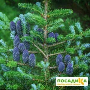 Пихта корейская (Abies koreana) купить по цене от 450.00р. в интернет-магазине «Посадика» с доставкой почтой в в Билибиное и по всей России – [изображение №1].