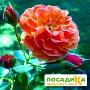 Роза Арабия купить по цене от 350.00р. в интернет-магазине «Посадика» с доставкой почтой в в Билибиное и по всей России – [изображение №1].