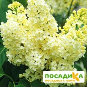 Сирень Примроуз (Primrose) купить по цене от 529.00р. в интернет-магазине «Посадика» с доставкой почтой в в Билибиное и по всей России – [изображение №1].