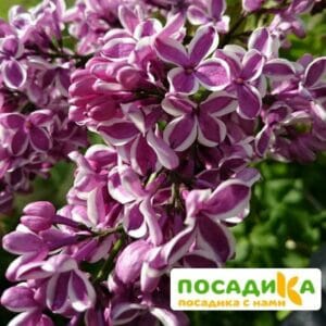 Сирень Сенсация купить по цене от 529.00р. в интернет-магазине «Посадика» с доставкой почтой в в Билибиное и по всей России – [изображение №1].