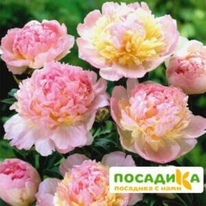 Пион Распберри Сандей (Paeonia Raspberry Sundae) купить по цене от 959р. в интернет-магазине «Посадика» с доставкой почтой в в Билибиное и по всей России – [изображение №1].