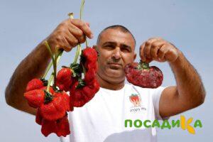 Клубника Гигант Джорнея купить по цене от 266р. в интернет-магазине «Посадика» с доставкой почтой в в Билибиное и по всей России – [изображение №1].