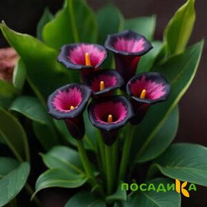 Калла Аура Лейс купить по цене от 400р. в интернет-магазине «Посадика» с доставкой почтой в в Билибиное и по всей России – [изображение №1].