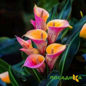 Калла Оникс купить по цене от 450р. в интернет-магазине «Посадика» с доставкой почтой в в Билибиное и по всей России – [изображение №1].