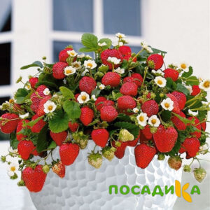Клубника Рубиновый Шепот (горшечная) купить по цене от 240р. в интернет-магазине «Посадика» с доставкой почтой в в Билибиное и по всей России – [изображение №1].