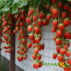 Клубника вьющаяся Комплимент купить по цене от 470р. в интернет-магазине «Посадика» с доставкой почтой в в Билибиное и по всей России – [изображение №1].