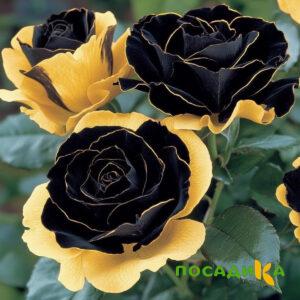 Роза Ханни Сикл купить по цене от 700р. в интернет-магазине «Посадика» с доставкой почтой в в Билибиное и по всей России – [изображение №1].
