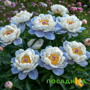 Пион акварельный Этюд купить по цене от 806р. в интернет-магазине «Посадика» с доставкой почтой в в Билибиное и по всей России – [изображение №1].