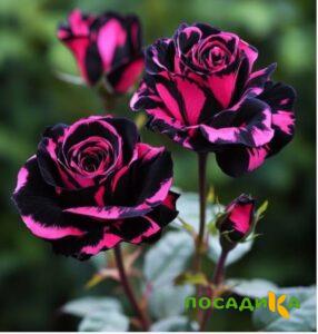 Роза Багровый Шепот купить по цене от 366р. в интернет-магазине «Посадика» с доставкой почтой в в Билибиное и по всей России – [изображение №1].