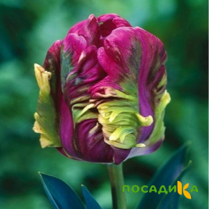 Тюльпан Экзотик Хэвен купить по цене от 186р. в интернет-магазине «Посадика» с доставкой почтой в в Билибиное и по всей России – [изображение №1].