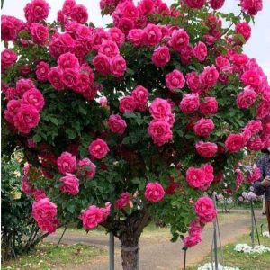 Роза Версаля купить по цене от 232р. в интернет-магазине «Посадика» с доставкой почтой в в Билибиное и по всей России – [изображение №1].