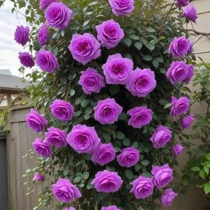 Роза Мистик Уайт купить по цене от 620р. в интернет-магазине «Посадика» с доставкой почтой в в Билибиное и по всей России – [изображение №1].