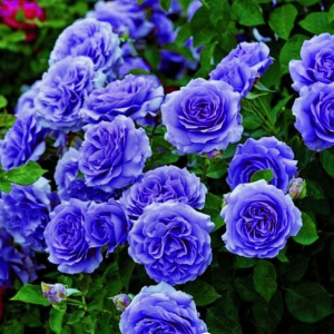 Роза Блю Мун купить по цене от 450р. в интернет-магазине «Посадика» с доставкой почтой в в Билибиное и по всей России – [изображение №1].