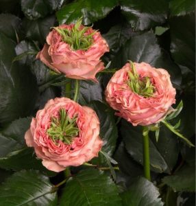 Роза Амбер Инчант купить по цене от 495р. в интернет-магазине «Посадика» с доставкой почтой в в Билибиное и по всей России – [изображение №1].