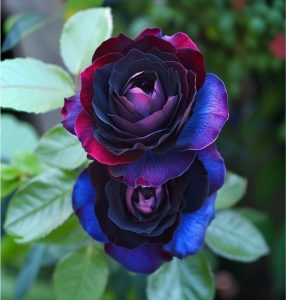 Роза Скарлет Рэвери купить по цене от 489р. в интернет-магазине «Посадика» с доставкой почтой в в Билибиное и по всей России – [изображение №1].