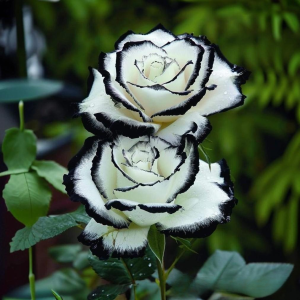 Роза Силк Ивин купить по цене от 319р. в интернет-магазине «Посадика» с доставкой почтой в в Билибиное и по всей России – [изображение №1].