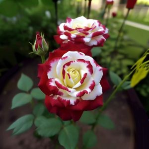 Роза Роял Глом купить по цене от 401р. в интернет-магазине «Посадика» с доставкой почтой в в Билибиное и по всей России – [изображение №1].