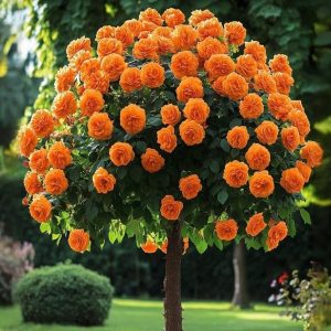 Роза Солнечный Шарм купить по цене от 349р. в интернет-магазине «Посадика» с доставкой почтой в в Билибиное и по всей России – [изображение №1].