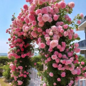 Роза Пастель Розе купить по цене от 605р. в интернет-магазине «Посадика» с доставкой почтой в в Билибиное и по всей России – [изображение №1].