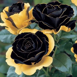 Роза Ханни Сикл купить по цене от 700р. в интернет-магазине «Посадика» с доставкой почтой в в Билибиное и по всей России – [изображение №1].