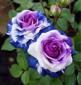 Роза Айвори Каскад купить по цене от 420р. в интернет-магазине «Посадика» с доставкой почтой в в Билибиное и по всей России – [изображение №1].