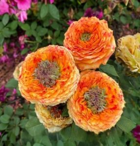 Роза Золотой Мираж купить по цене от 420р. в интернет-магазине «Посадика» с доставкой почтой в в Билибиное и по всей России – [изображение №1].