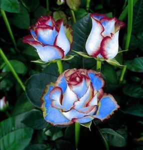 Роза Сафайер Пэтл купить по цене от 450р. в интернет-магазине «Посадика» с доставкой почтой в в Билибиное и по всей России – [изображение №1].