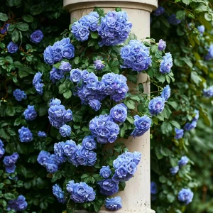 Роза плетистая Блю Перпл купить по цене от 540р. в интернет-магазине «Посадика» с доставкой почтой в в Билибиное и по всей России – [изображение №1].